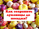 Как сохранить луковицы до посадки?